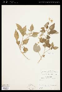 Solanum clarum image