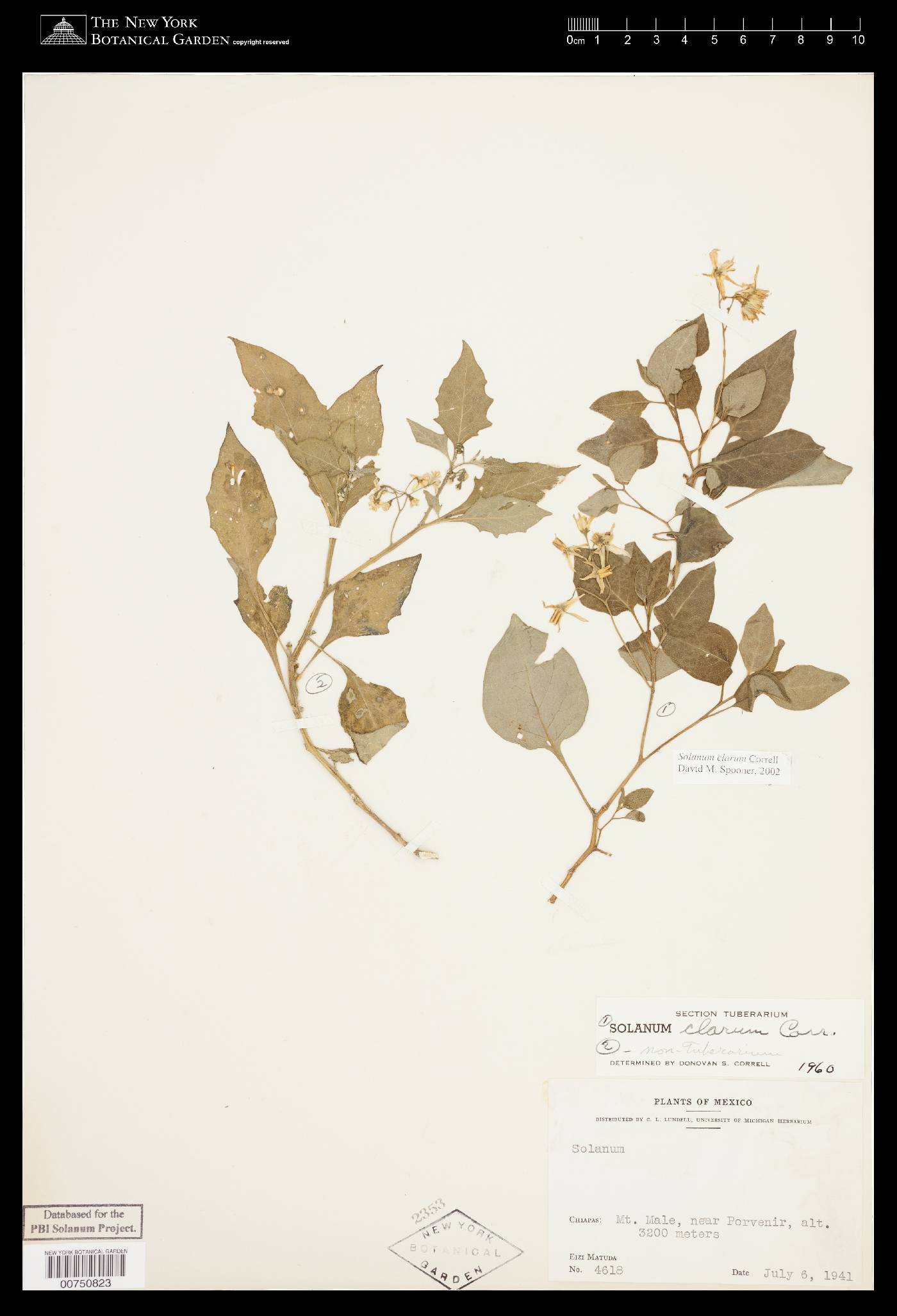 Solanum clarum image