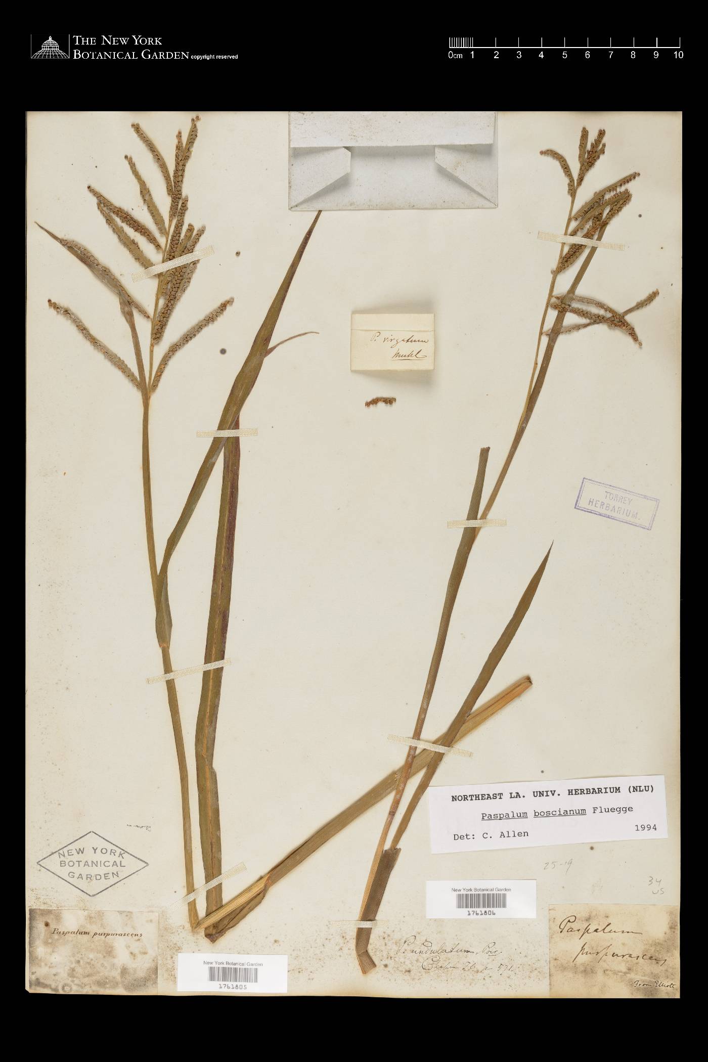 Paspalum scrobiculatum image