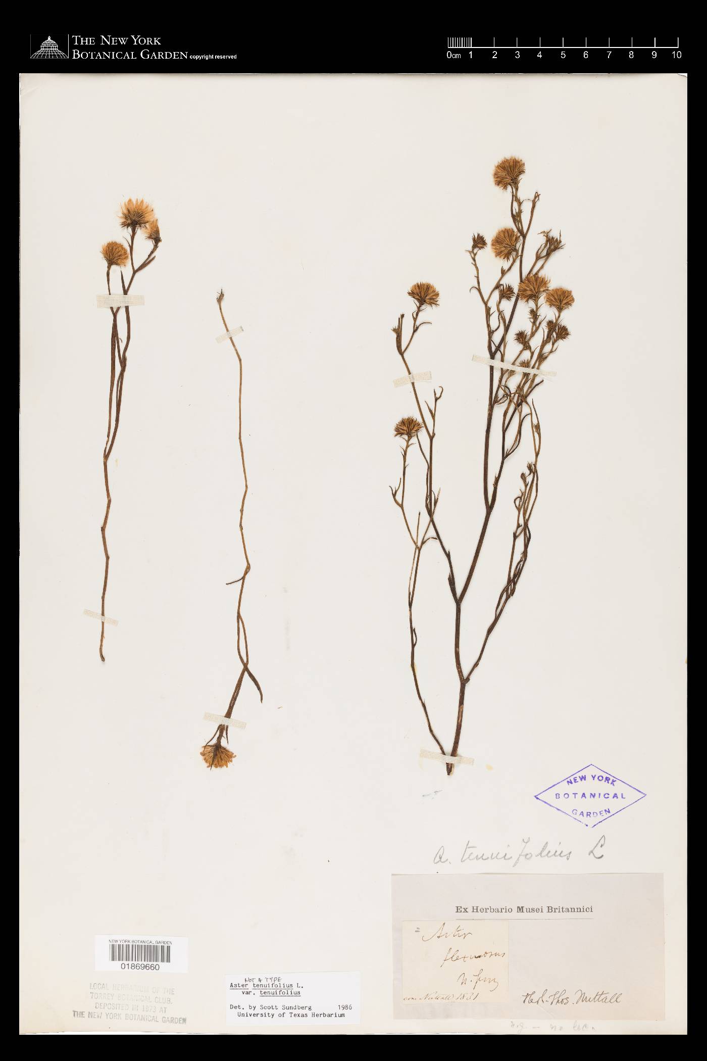 Symphyotrichum tenuifolium image