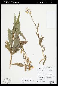 Erechtites hieraciifolius var. hieraciifolius image