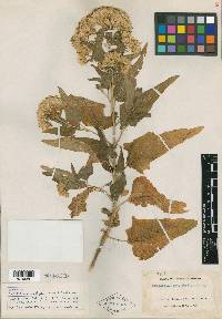 Brickellia megaphylla image