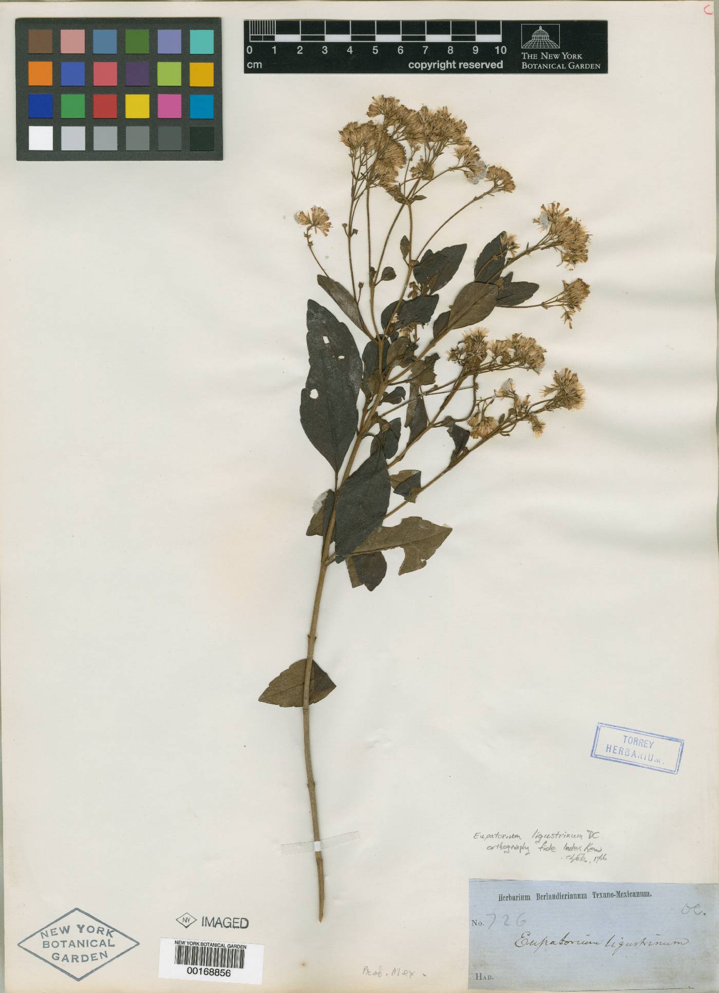 Ageratina ligustrina image