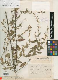 Salvia quercetorum image