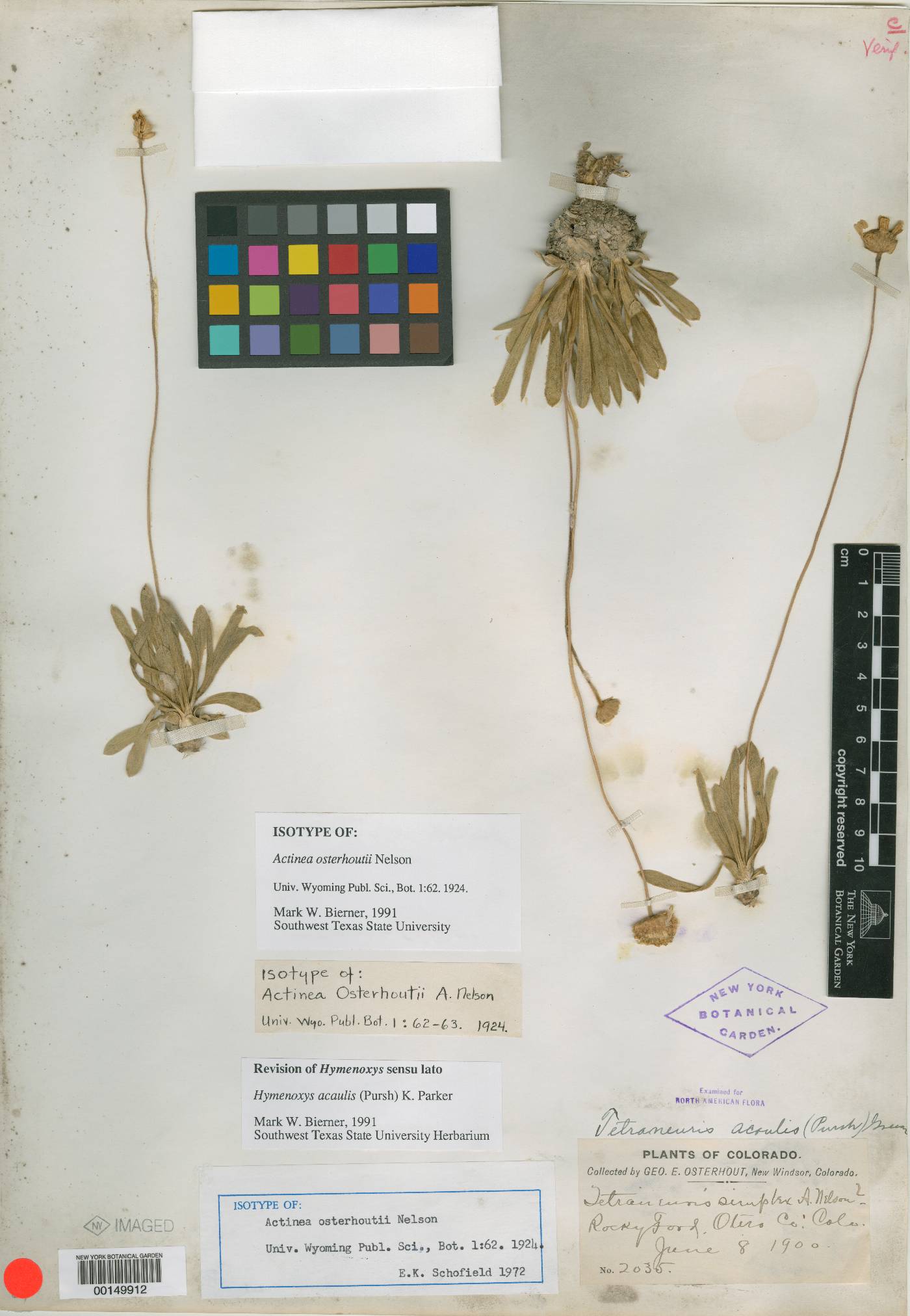 Actinea osterhoutii image