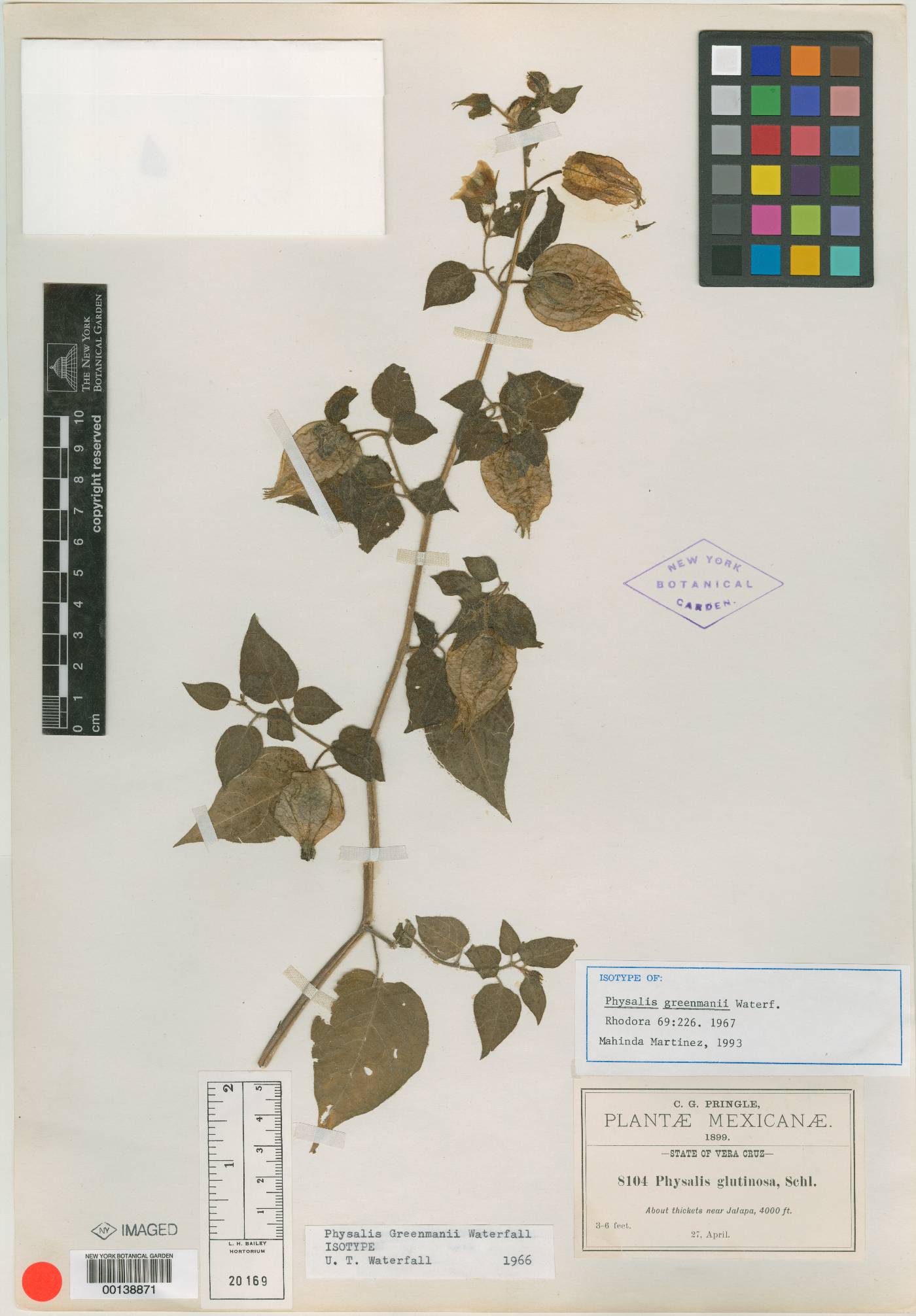 Physalis greenmanii image