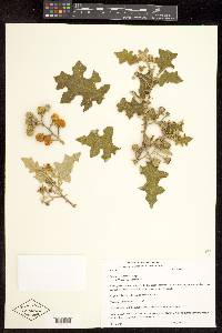 Solanum violaceum image