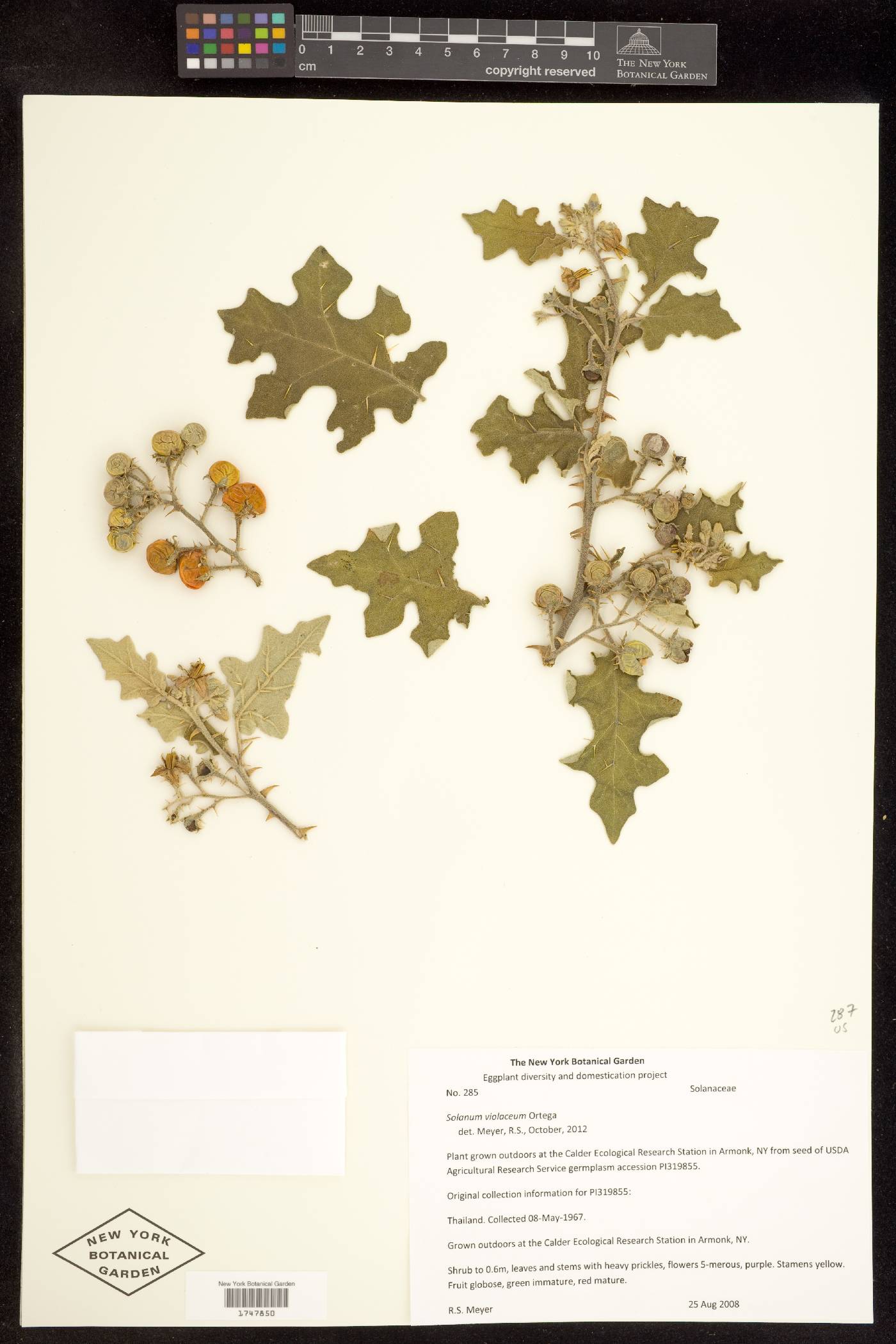 Solanum violaceum image