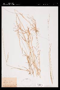 Poa saltuensis subsp. languida image