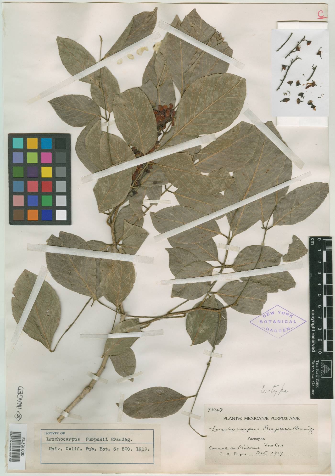 Lonchocarpus acuminatus image