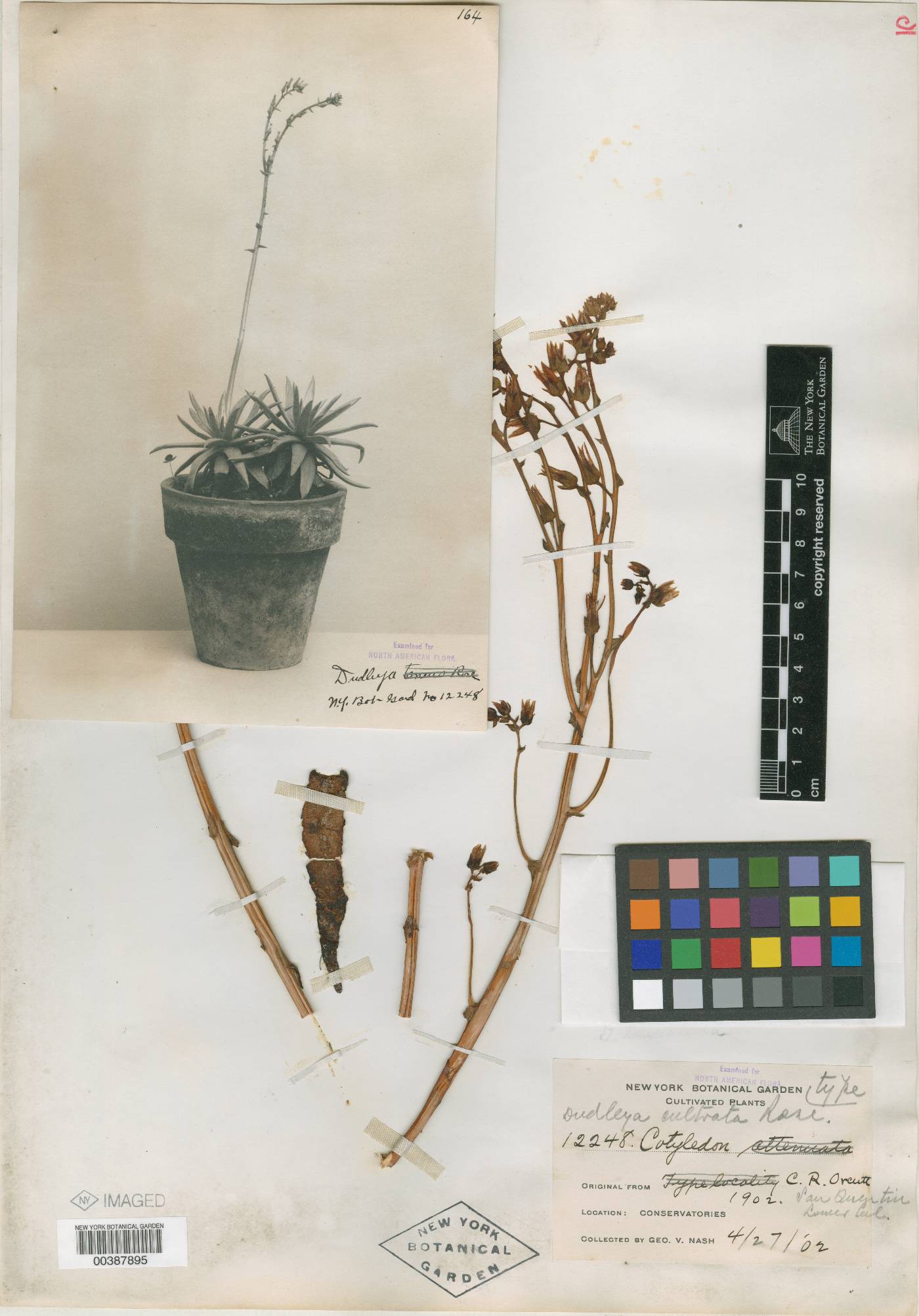 Dudleya cultrata image