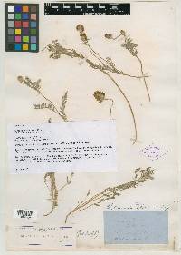 Astragalus chaetodon image