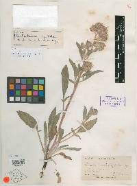 Phacelia sericea var. biennis image