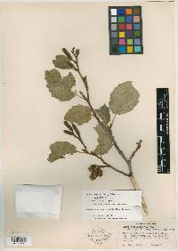 Alnus densiflora image