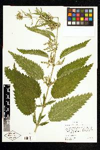 Urtica gracilis image