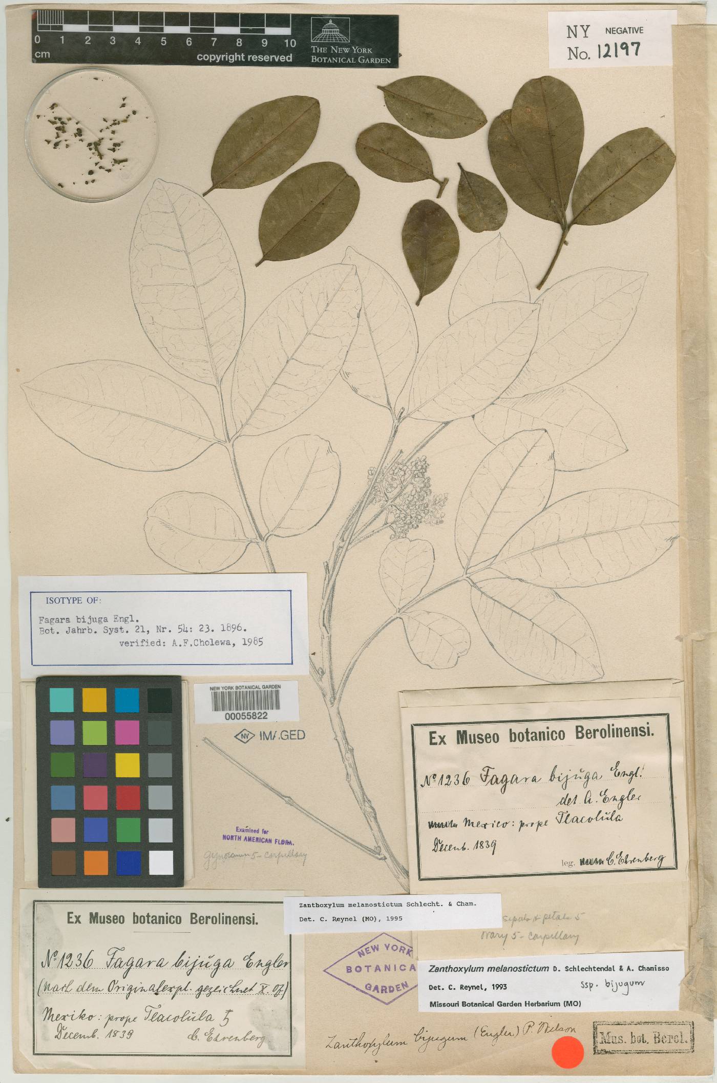 Zanthoxylum melanostictum image