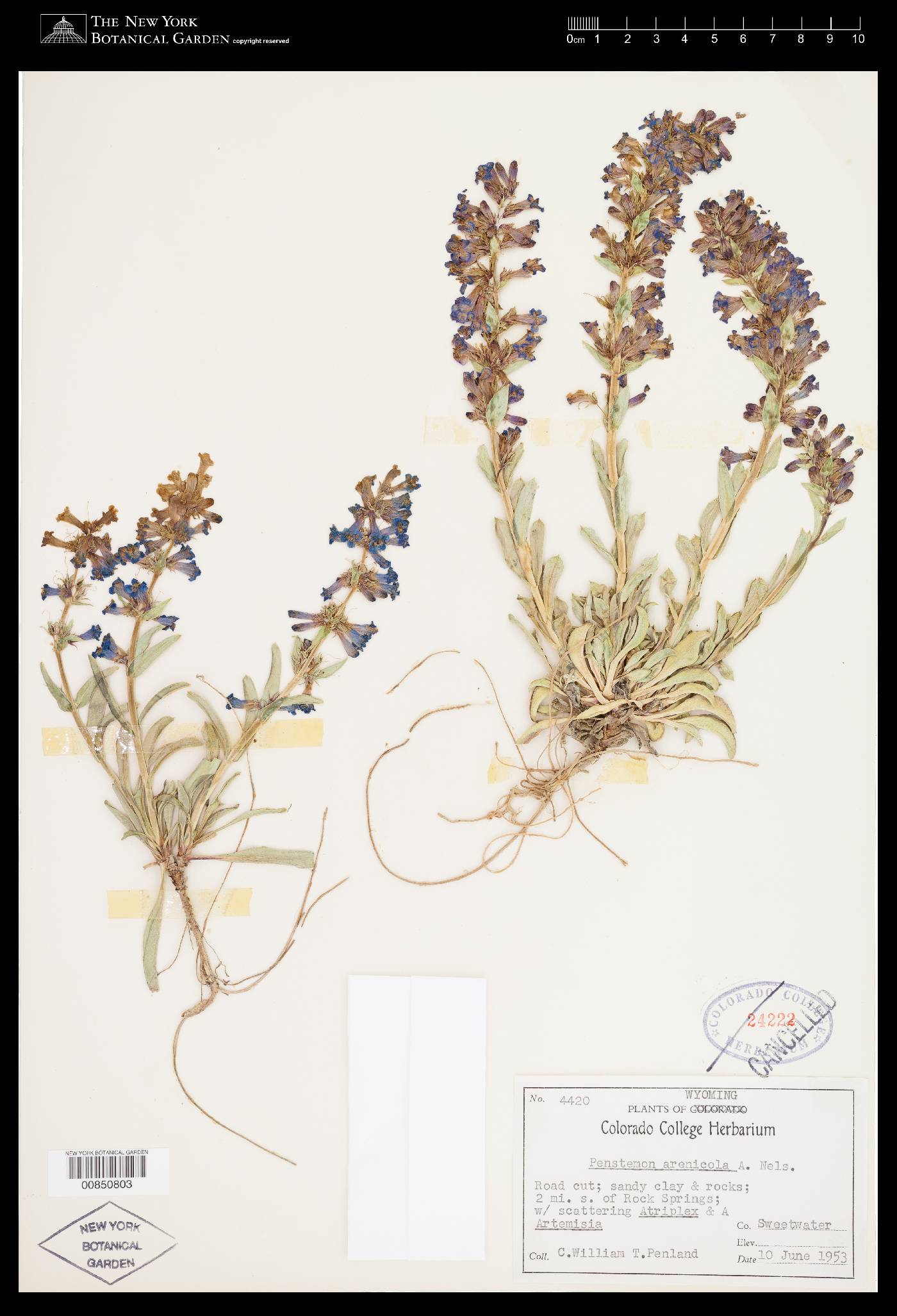 Penstemon arenicola image