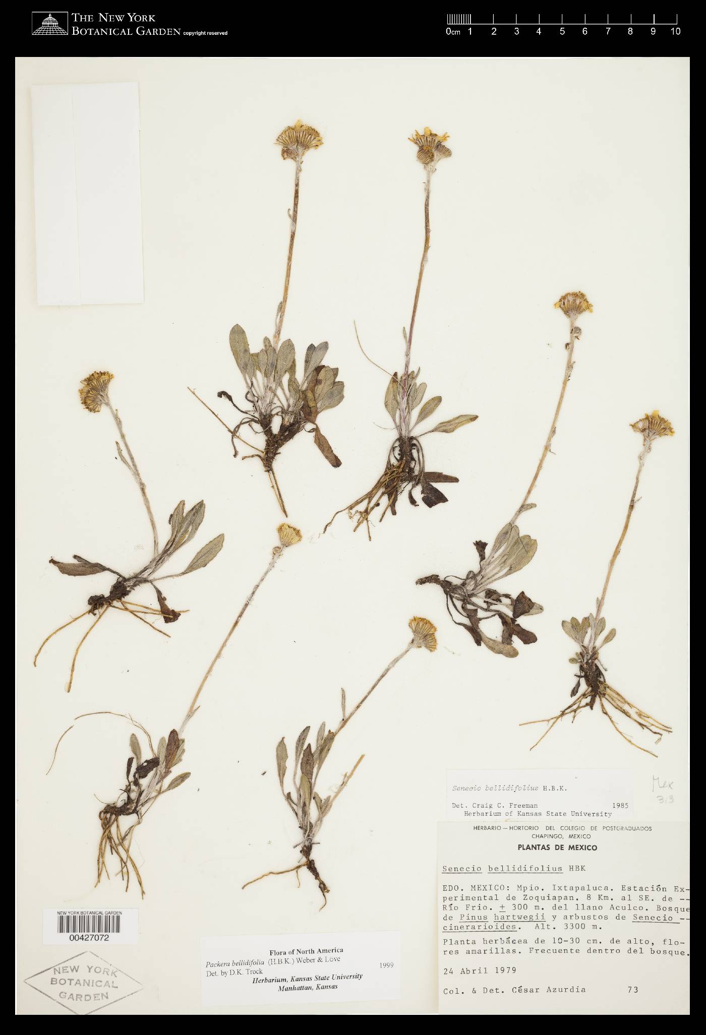 Packera bellidifolia image