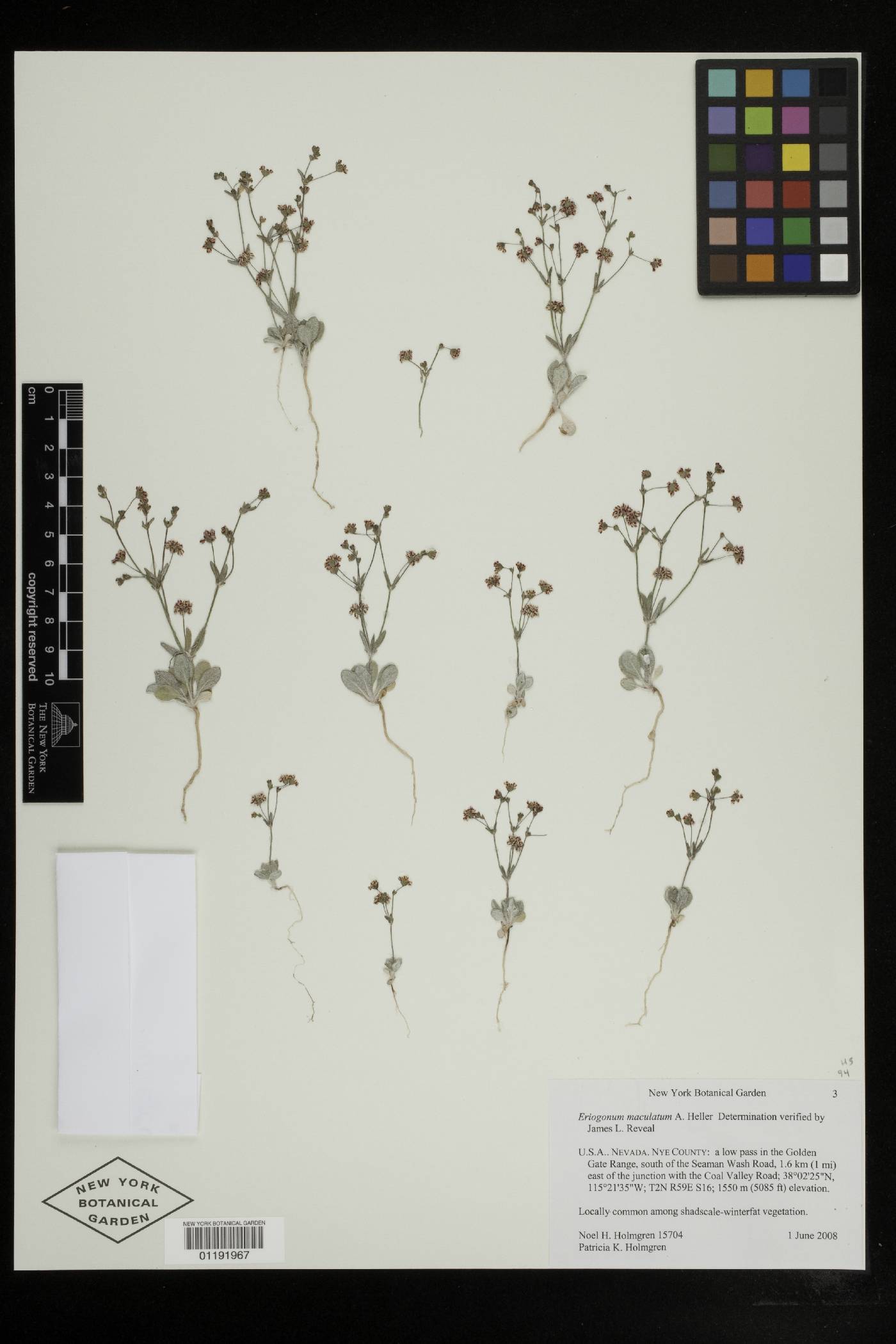 Eriogonum maculatum image