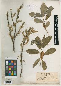 Salix franciscana image