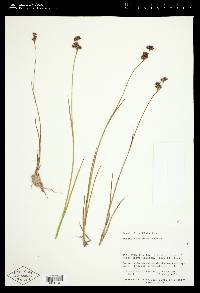 Juncus ensifolius var. montanus image