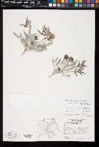 Astragalus tidestromii image