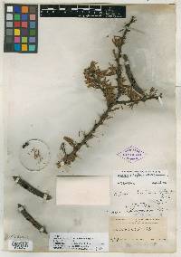 Acacia subtortuosa image