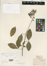 Baptisia megacarpa image