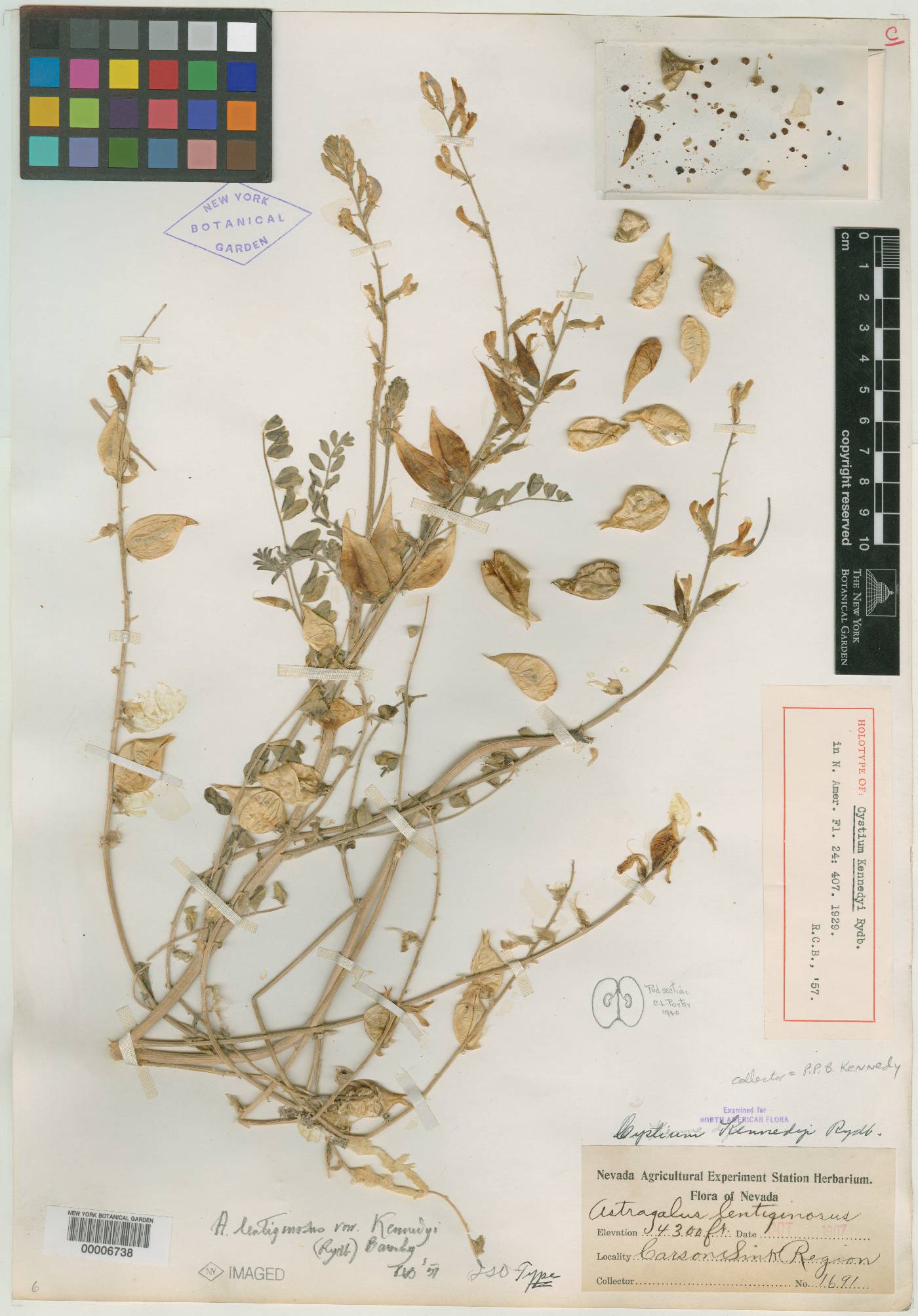 Cystium kennedyi image