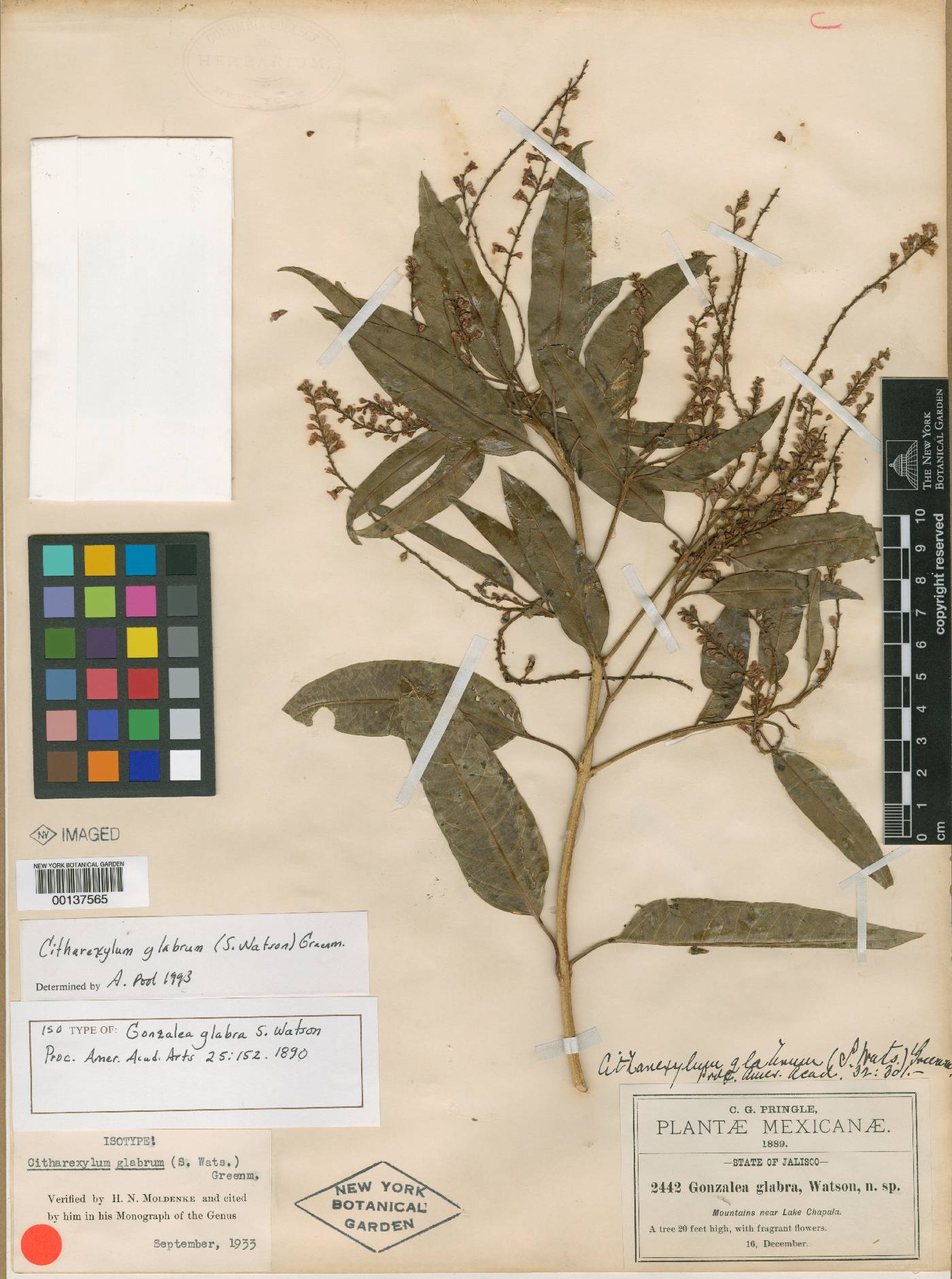 Citharexylum glabrum image