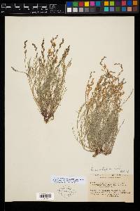 Astragalus miser var. miser image