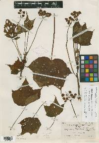 Begonia purpusii image