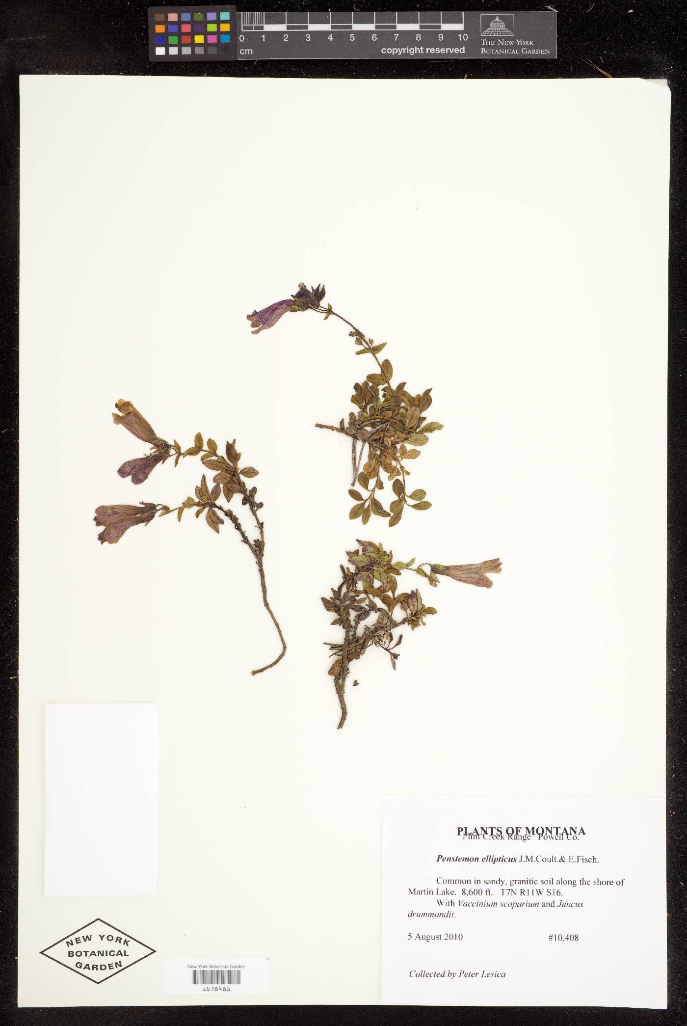 Penstemon ellipticus image
