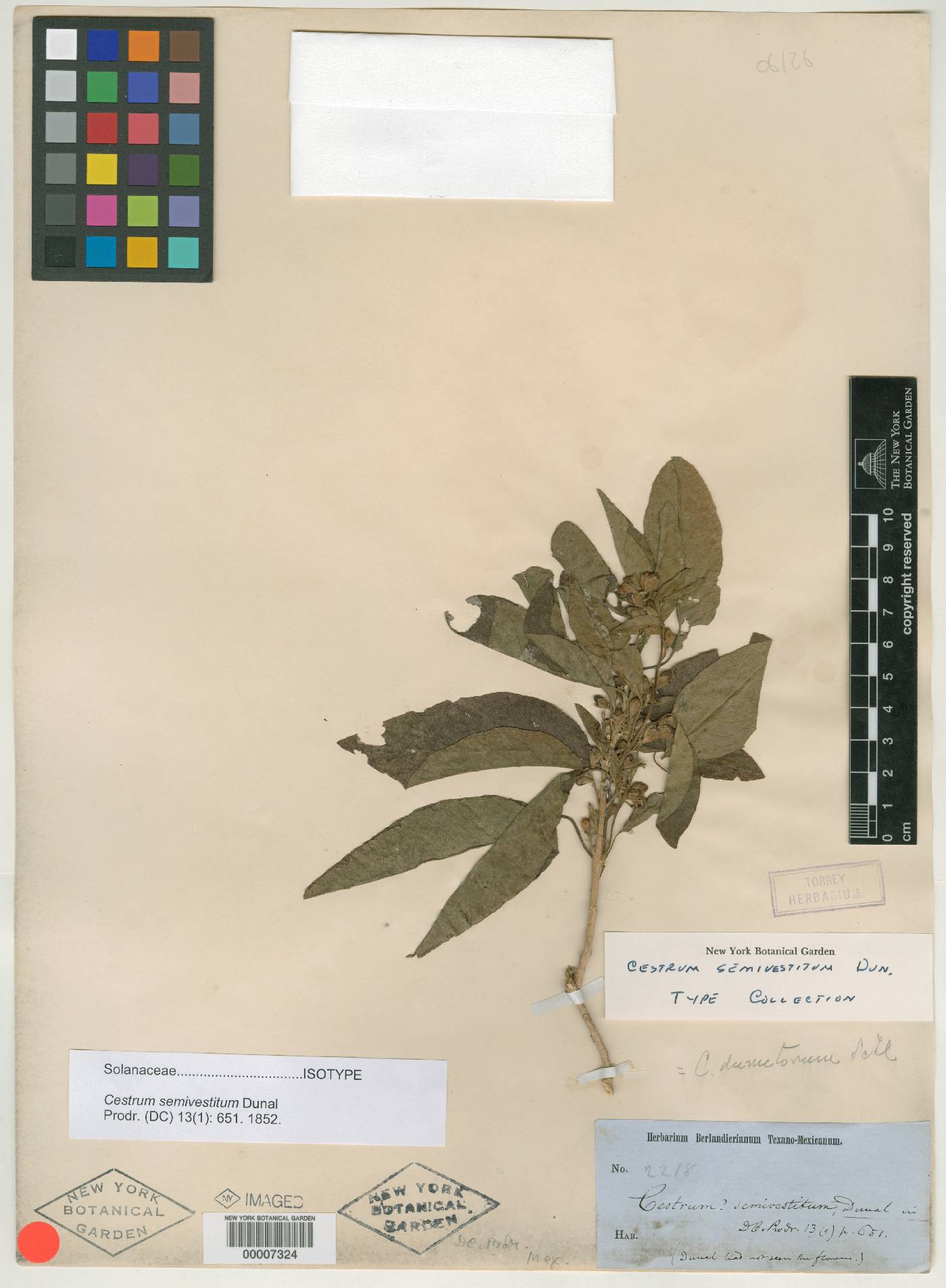 Cestrum dumetorum image