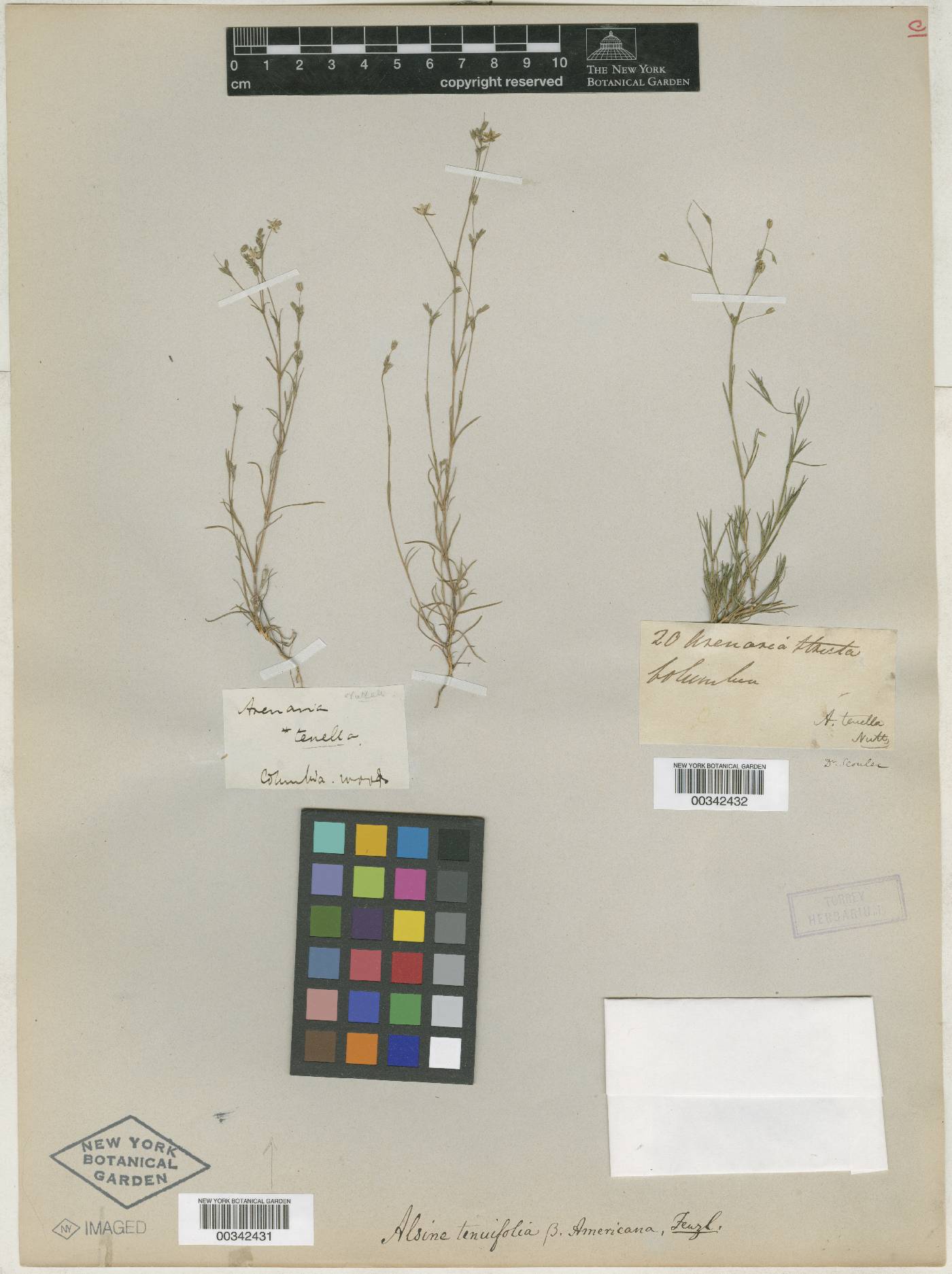 Sabulina macra image