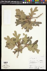 Quercus gambelii image