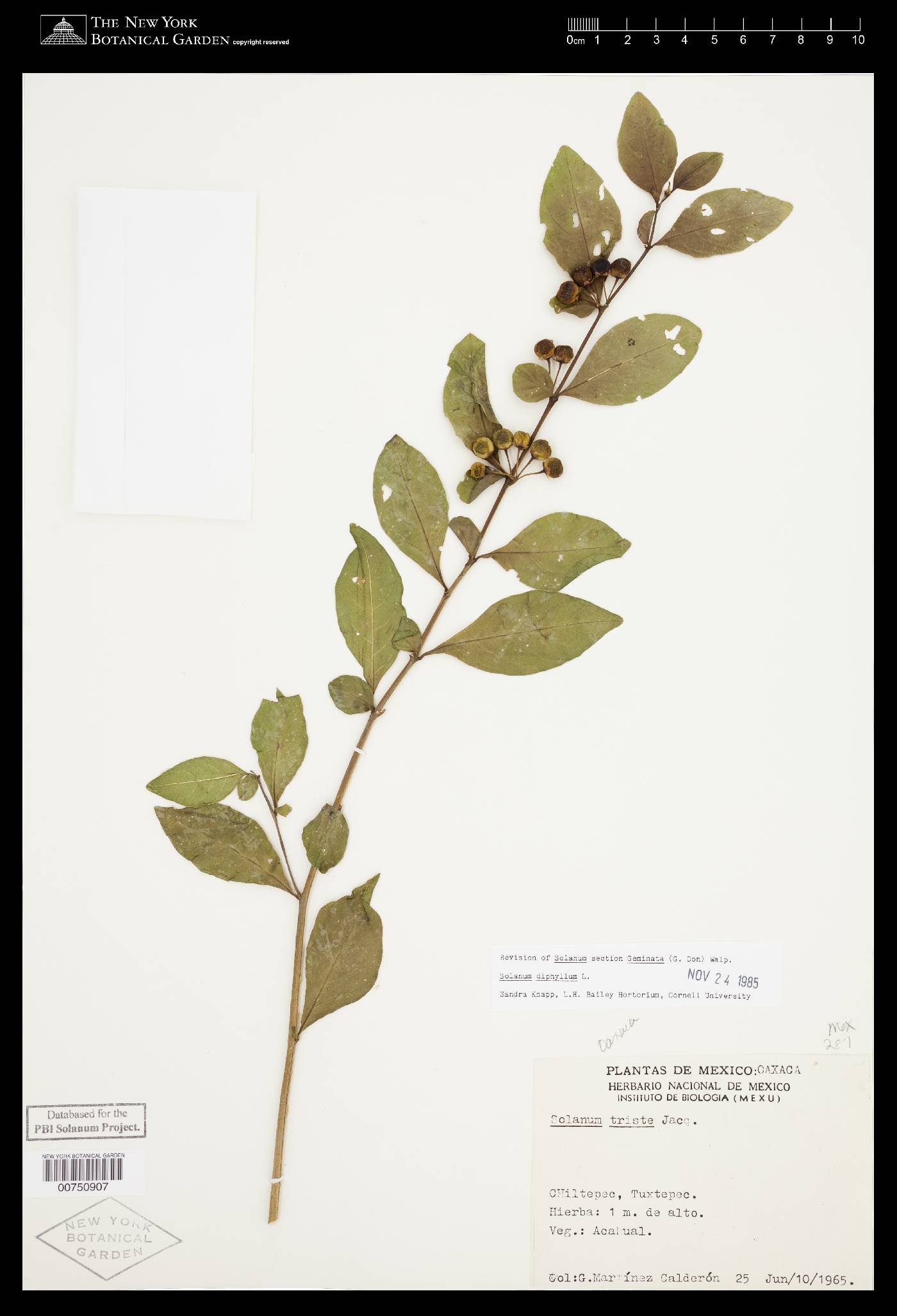 Solanum diphyllum image