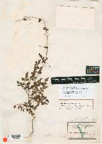 Serjania adiantoides image