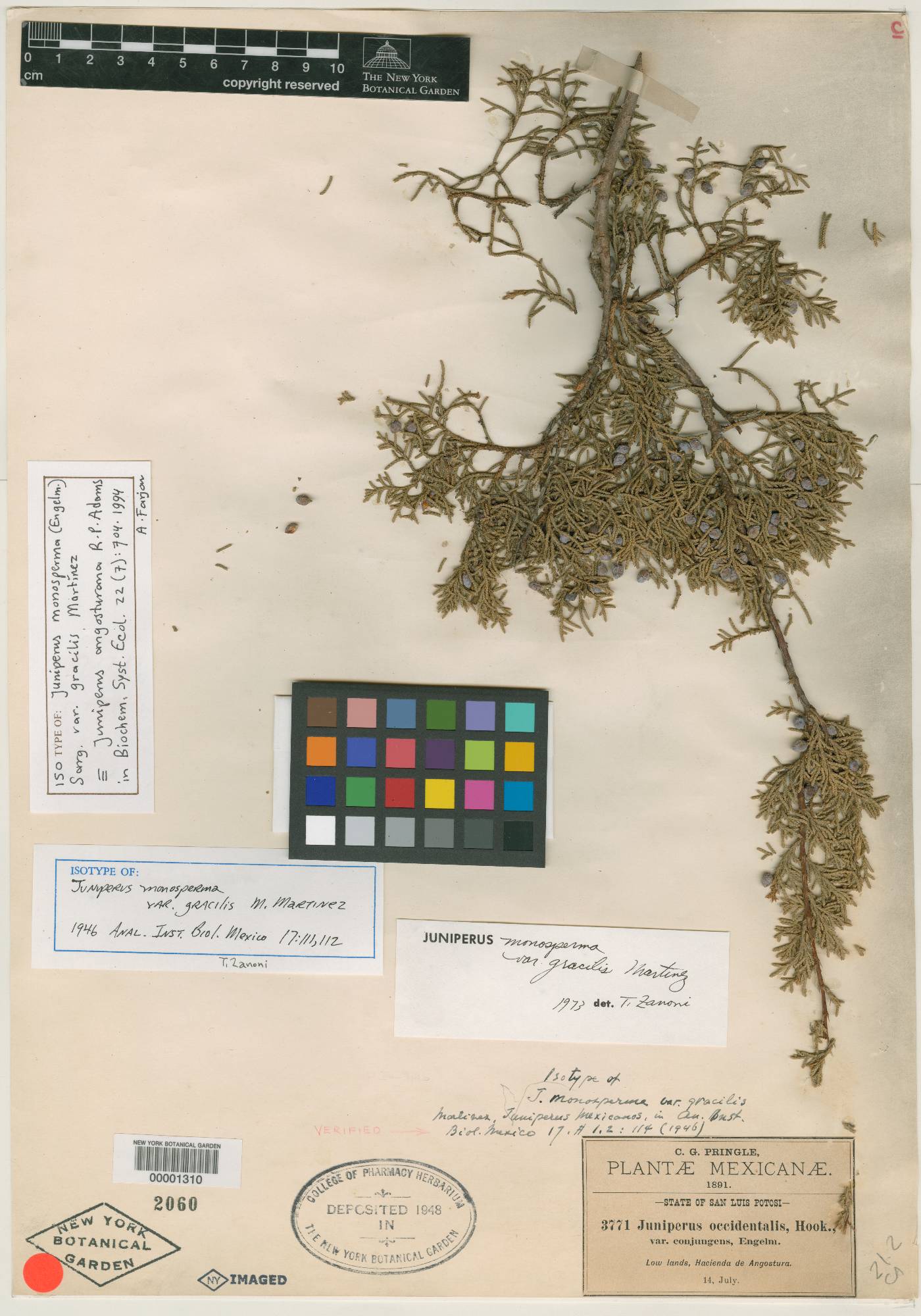 Juniperus angosturana image