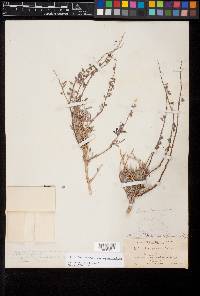 Psorothamnus arborescens var. simplifolius image