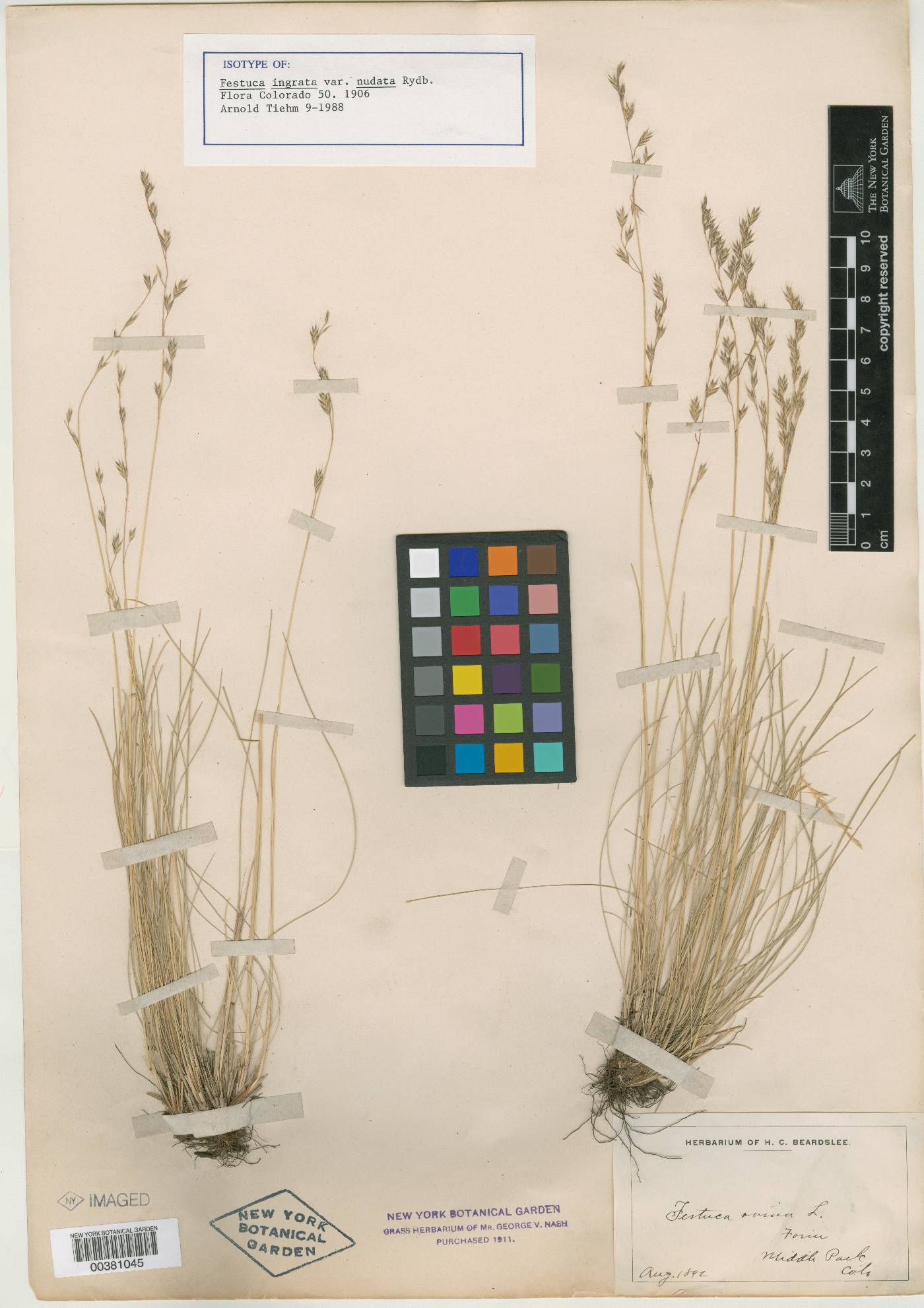 Festuca idahoensis subsp. idahoensis image