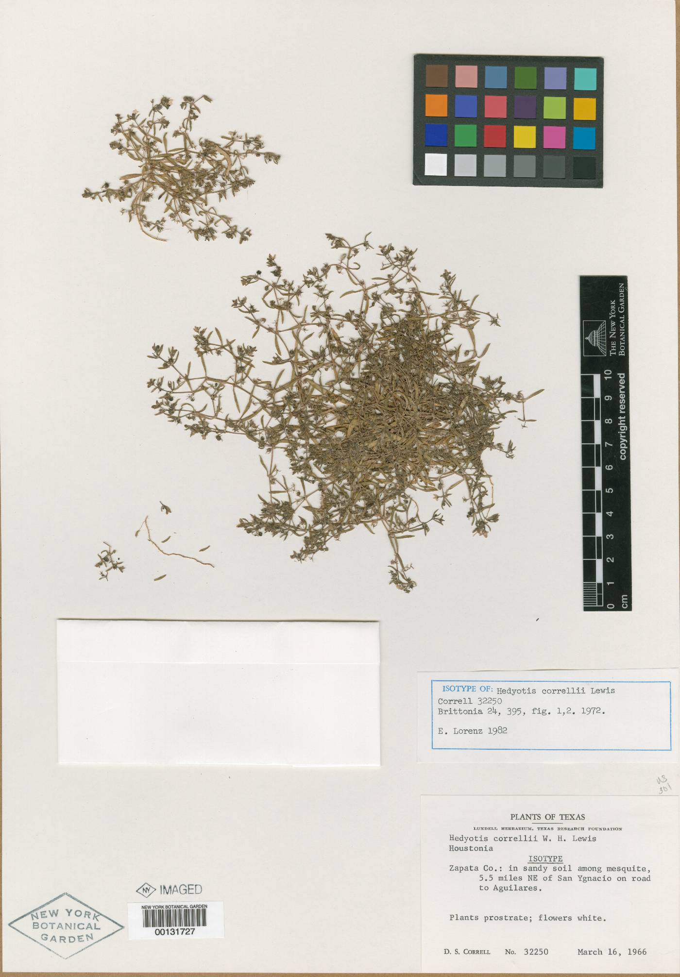 Hedyotis correllii image