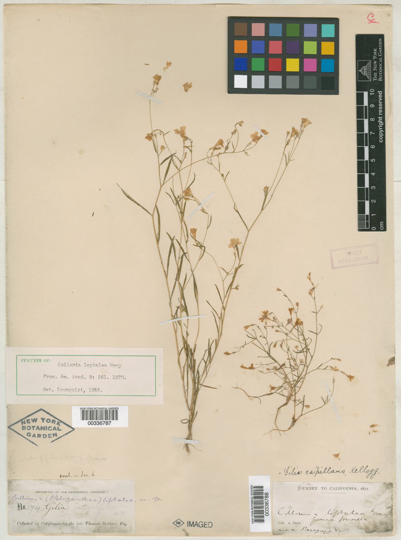 Collomia leptalea image