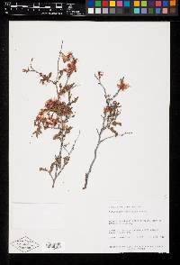 Calliandra eriophylla image