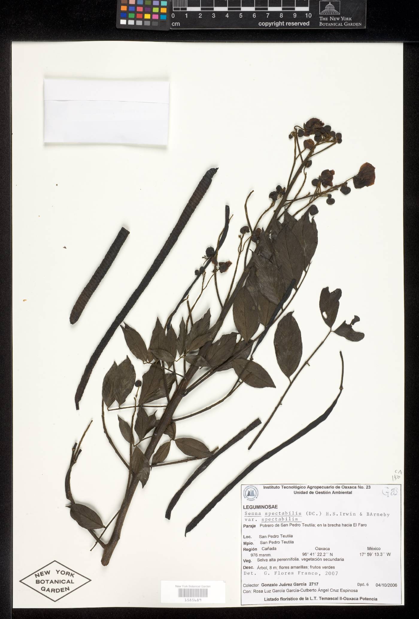 Senna spectabilis var. spectabilis image