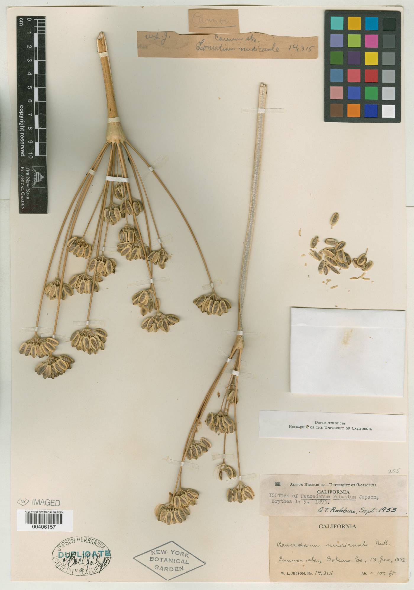 Peucedanum robustum image