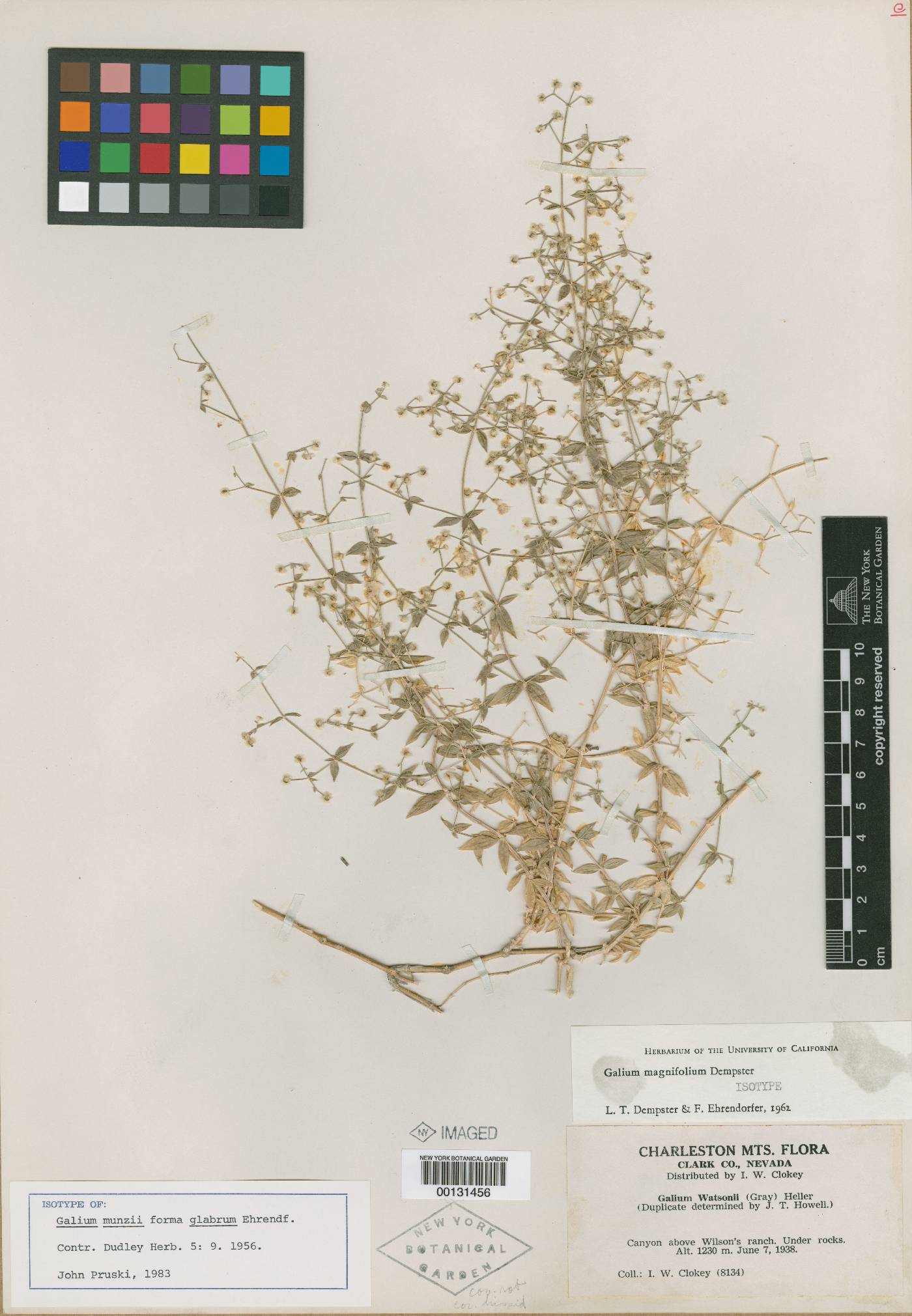 Galium munzii f. glabrum image