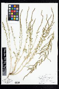 Bassia hyssopifolia image