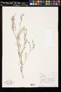 Astragalus flexuosus var. flexuosus image