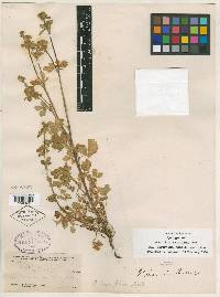 Potentilla lateriflora image